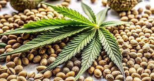 Discover the Best Cannabis Seeds in New Brunswick Discover the Best Cannabis Seeds in New Brunswick